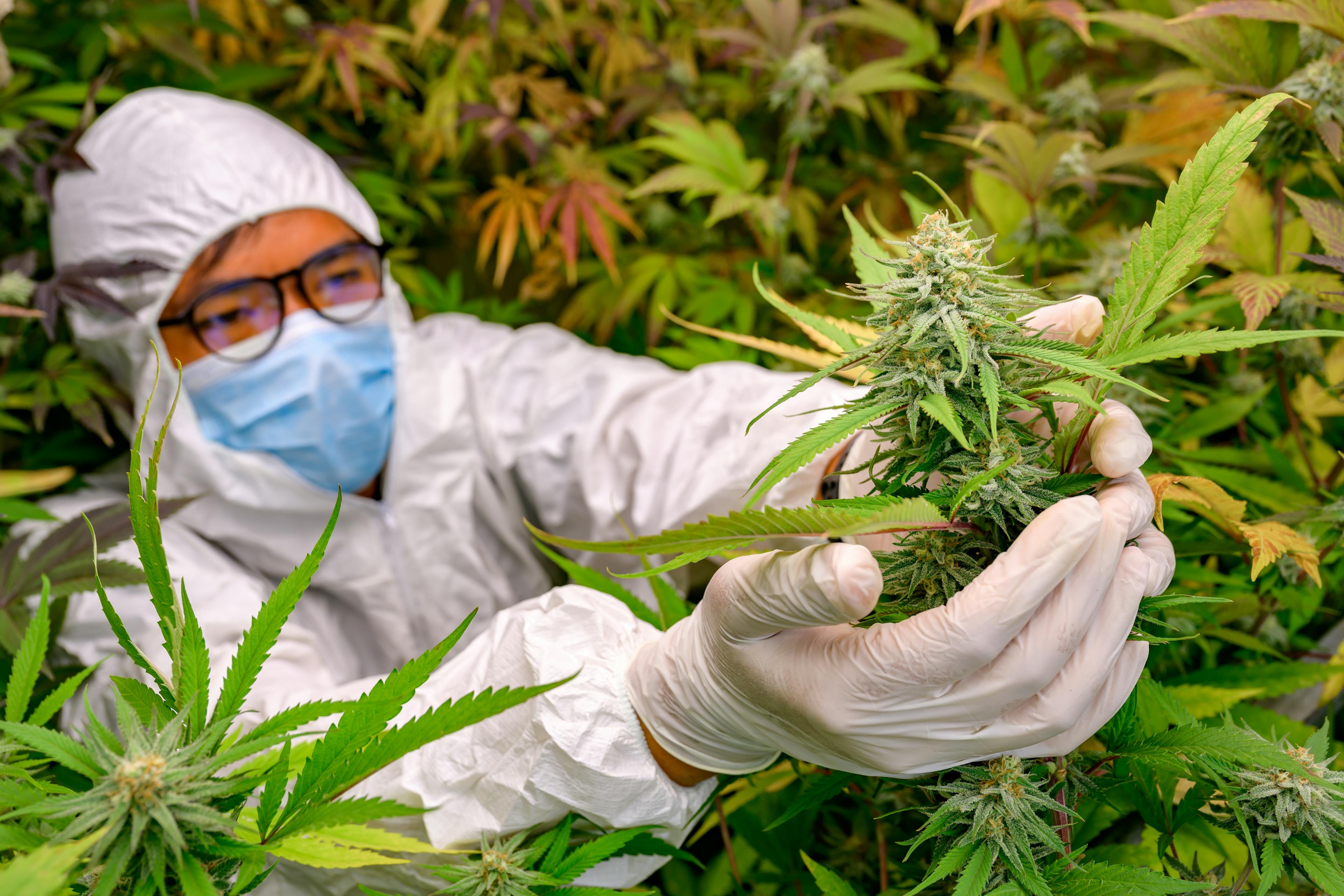inspecting cannabis